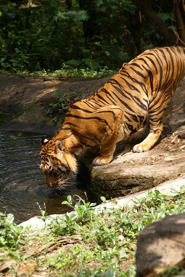 Sumatras tīģeris latPanthera... Autors: Fejaaaa Tigras^^