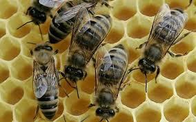Pēc kāzu lidojuma bišu māte... Autors: serea Bites un medus
