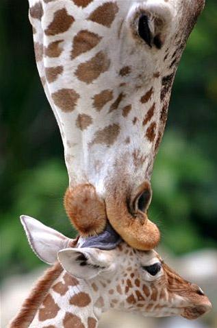 Žirafe bez ūdens var izturēt... Autors: kikijaaa2 Fakti par dzīvniekiem.
