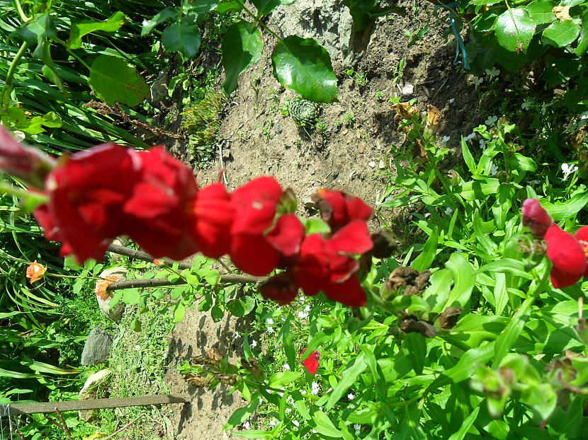Lauvmutītes Autors: Gigliish Ziedi