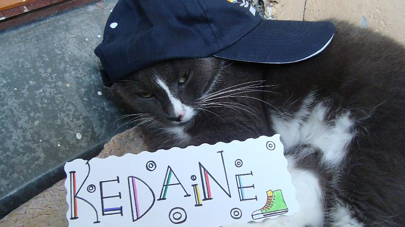 Kaķis nebija īpaši priecīgs D Autors: Kedaine kaķis ar cepuri galvā..
