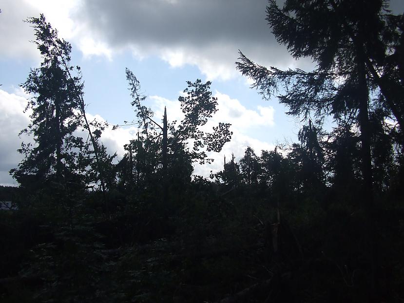 pirms vētras šajā mežā knapi... Autors: cēsudžons Madona kā pēc kara!