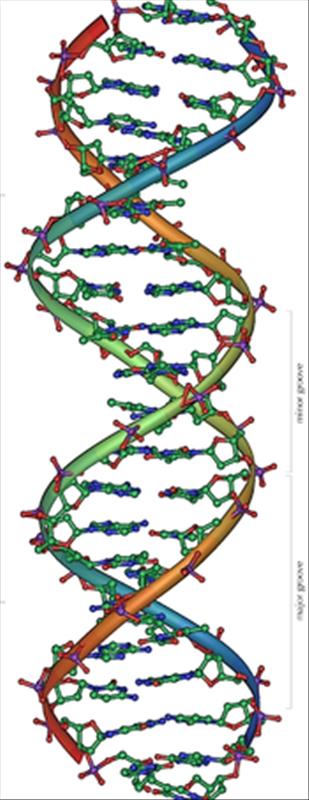 Baktērijas DNS sastāv no 1  5... Autors: edjix Vai tu zināji(baktērijas)