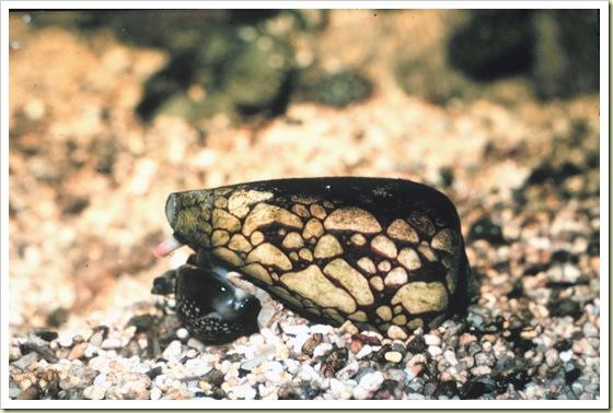 Marbled Cone Snail Viens... Autors: Fosilija 6 indigakie dzīvnieki pasaule