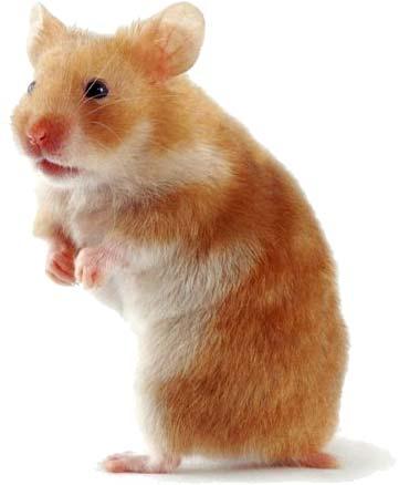  Autors: Krekeris Hamster