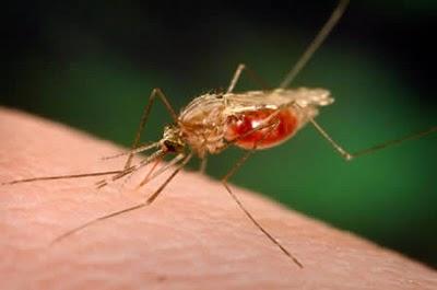 Zinātnieki cīnās ar moskītiem... Autors: janyx2 10 trakākie un drausmīgākie darbi.