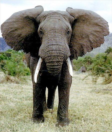 Visā snuķa garumā ir doba nāss... Autors: edjix Kāpēc ziloņiem ir tik garš snuķis?