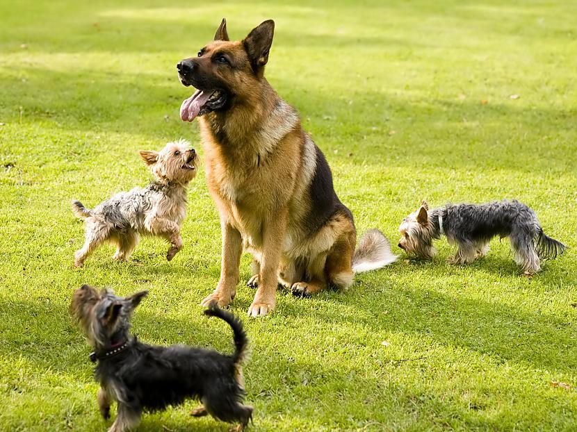  Autors: DogPeople Top 3 bīstamākās suņu šķirnes