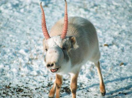 Saiga Antelope viena no īpaši... Autors: hippo dīvainīši.