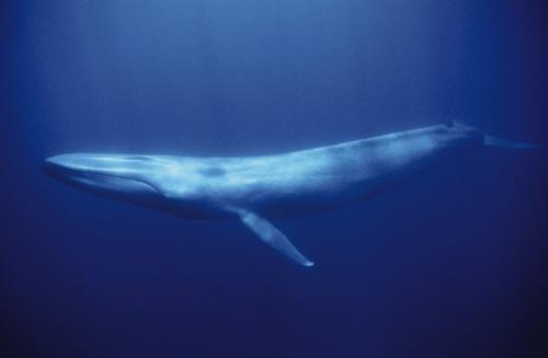 Zilais Valis(Balaenoptera musculus)