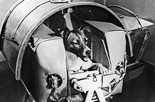 Pirmais kosmosā sūtītais suns... Autors: gurkjis Dzīvnieki kosmosā