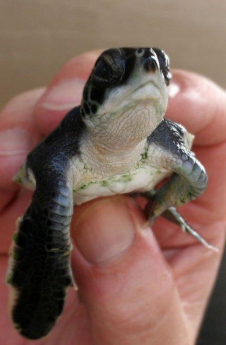 Bruņurupuči ir apveltīti ar... Autors: Sabana I love turtles