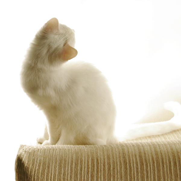Balts kaķis simbolizē gaismu... Autors: ZANESMAASA Balti kaķi