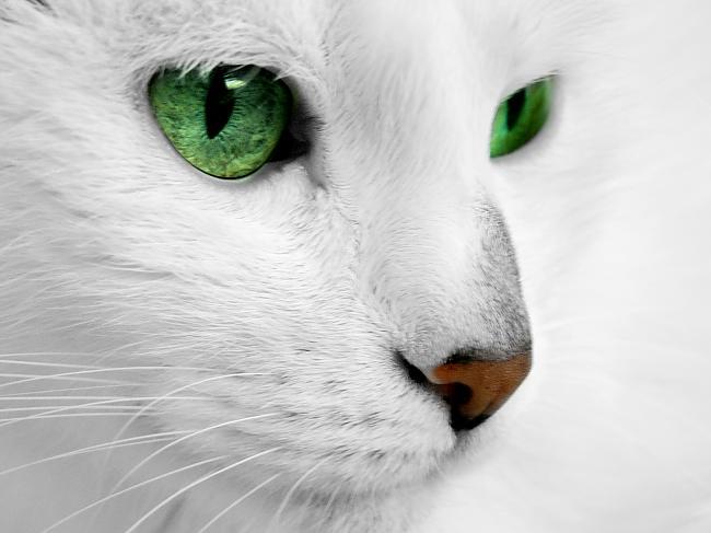 Sakarā ar pigmentācijas... Autors: ZANESMAASA Balti kaķi