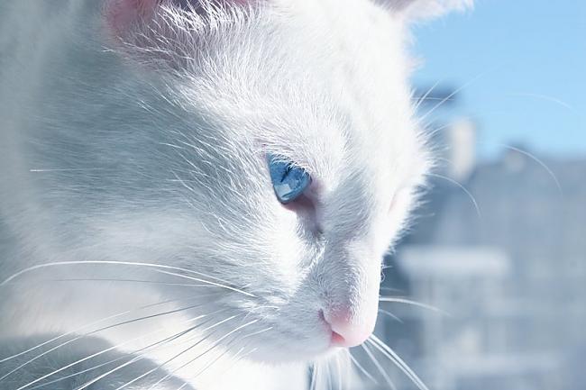 Balto kaķu acis ir dažādās... Autors: ZANESMAASA Balti kaķi