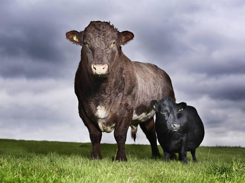 Mazākā govs pasaulē ir tikai... Autors: PankyBoy 12 ginesa rekordi