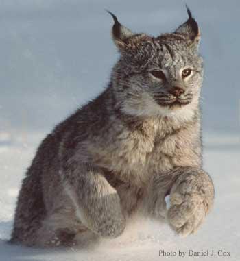 Lūsis lynx lielāks par mājas... Autors: SoullesS Kaķi (feline)