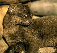 Jaguarunds Autors: SoullesS Kaķi (feline)