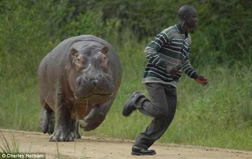 Hipopotams dzenas pakaļ... Autors: PankyBoy Fakti ar bildēm
