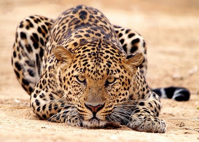 Vidējais mūža ilgums Leopardam... Autors: Sherlok 25 Fakti par dzīvniekiem