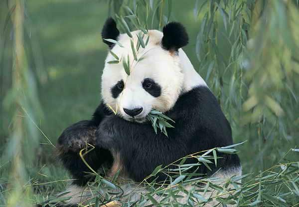 Vidēja izmēra panda apēd... Autors: Sherlok 25 Fakti par dzīvniekiem