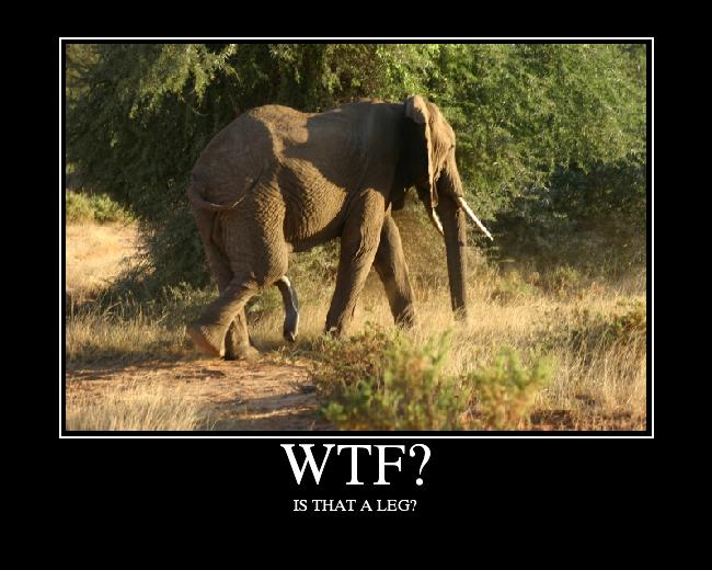 Ziloņi ir vienīgie zīdītāji... Autors: lucifers Vai tu to tiešām zināji?!