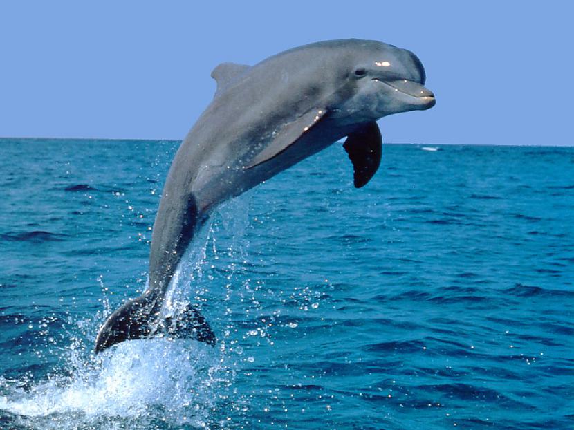 Delfīni guļ ar vienu aci... Autors: staarlijs Tev nedzirdēti fakti ar bildēm !