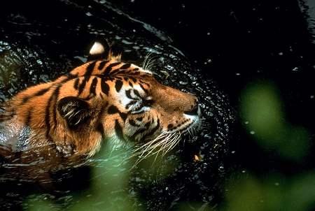 Tīģeriem atšķirībā no vairuma... Autors: KaķuMētra Interesanti fakti par zīdītājiem.