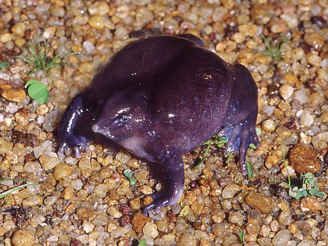 The Purple nosed frog is... Autors: cikibubs Dīvaina izskata dzīvnieki.