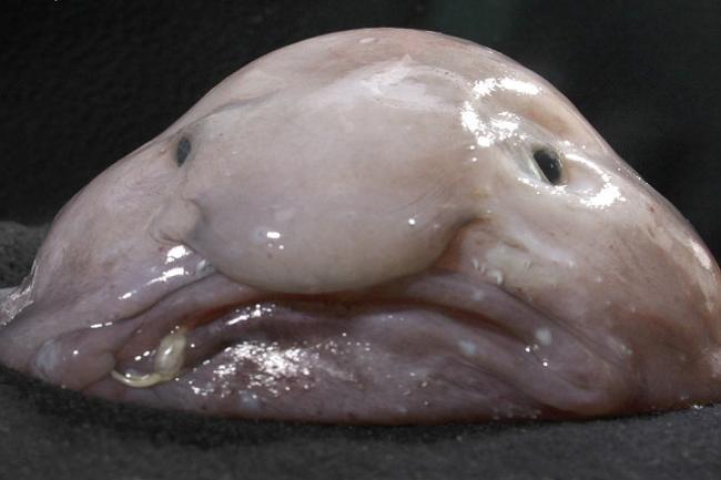 The Blobfish lives off the... Autors: cikibubs Dīvaina izskata dzīvnieki.