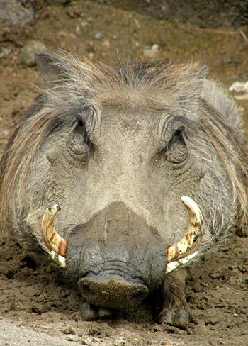 Warthogs roam Africa Autors: cikibubs Dīvaina izskata dzīvnieki.