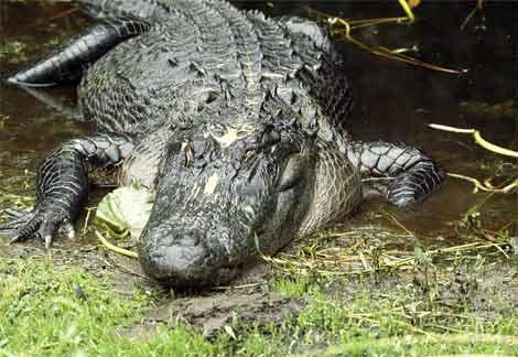 Vairošanās sezonā aligatoru... Autors: KaķuMētra Interesanti fakti par rāpuļiem.