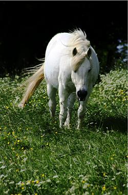 Zirgs Zirgi simbolizē enerģiju... Autors: Lilitinja Māņticība un simboli. 3.daļa
