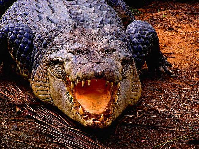 Krokodils nevar izbāzt mēli Autors: camomile Animals..!