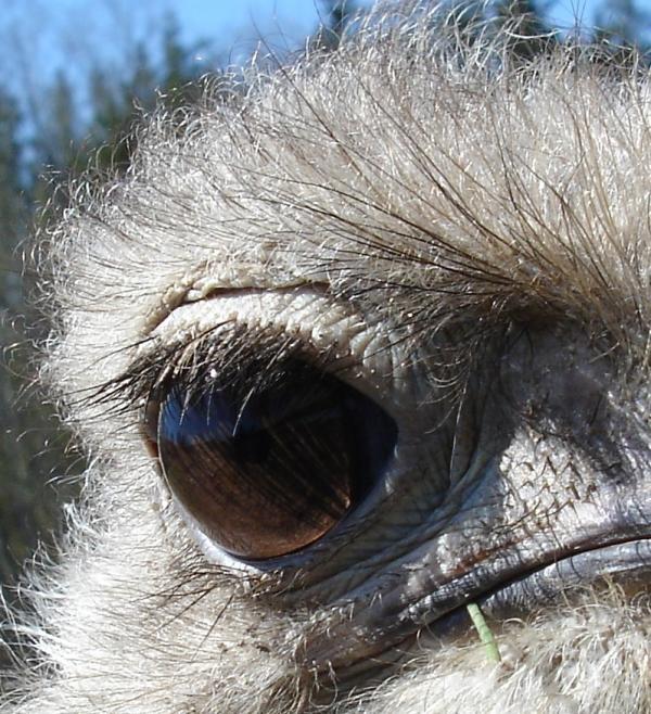 Strausa acis ir lielākas nekā... Autors: camomile Animals..!