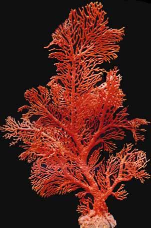Diezgan rets un dārgs korallis... Autors: CALIGULA Lai jums pilnīgi apniktu ,pievienošu vēl dažus koraļļu