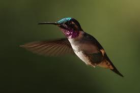 Kolibri nevar staigāt  Autors: colorful Fakti.