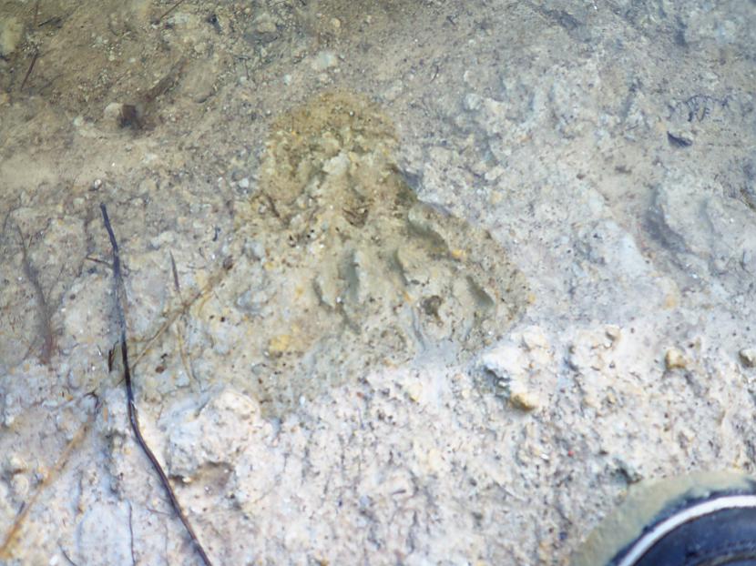 te mēs redzam velvienu pēdu  Autors: Fosilija vāveru radi