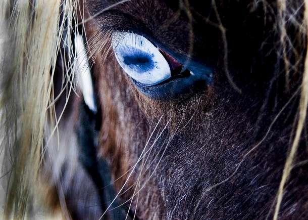 Saprotot kā zirgi redz pasauli... Autors: ainiss13 Kā zirgi redz pasauli?