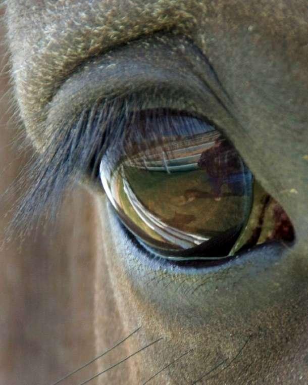 Vēl zirga acis ir ļoti jutīgas... Autors: ainiss13 Kā zirgi redz pasauli?