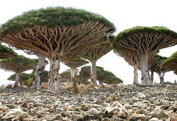 Archipelago Socotra aug... Autors: kapars118 11 citi pasaules brīnumi