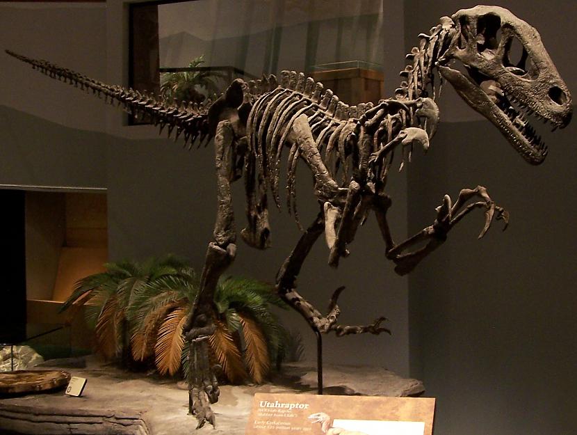 UtahraptorMilzis salīdzinoši... Autors: Fosilija Daži krutākie reptiļi kādi eksistējuši.