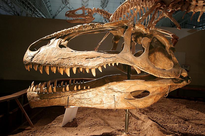 GiganotosaurusVēlā Krīta... Autors: Fosilija Daži krutākie reptiļi kādi eksistējuši.
