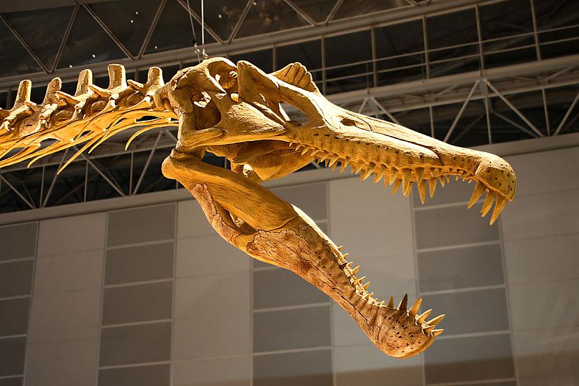 SpinosaurusVēlais Juras... Autors: Fosilija Daži krutākie reptiļi kādi eksistējuši.