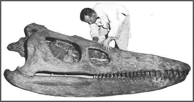 Kronosaurus Agrā Krīta perioda... Autors: Fosilija Daži krutākie reptiļi kādi eksistējuši.