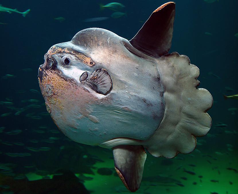 Mola mola jeb Ocean sunfish Autors: Fosilija Dažas krutākās zivis