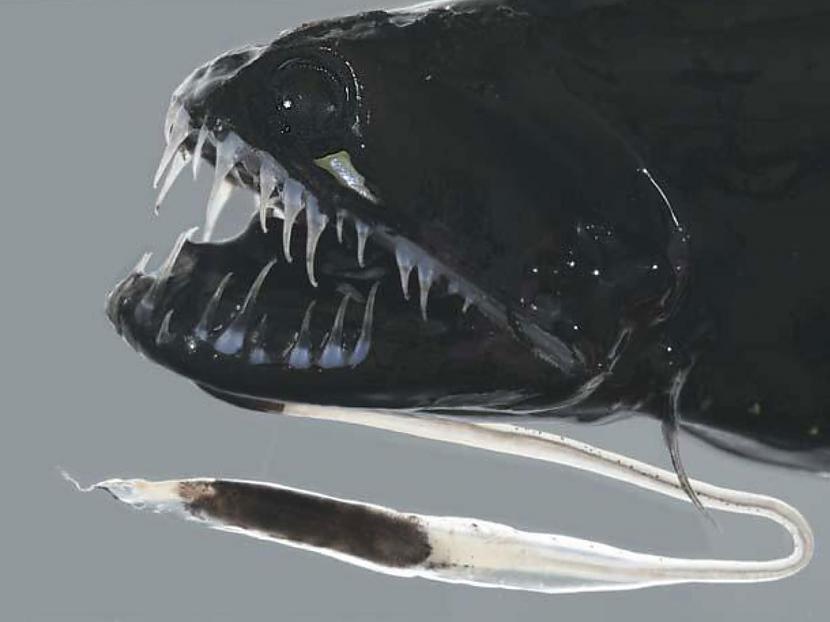 Kuņģis ir īpaši pigmentēts lai... Autors: Fosilija Dažas krutākās dziļūdens zivis