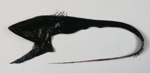 Eurypharynx pelecanoides jeb... Autors: Fosilija Dažas krutākās dziļūdens zivis