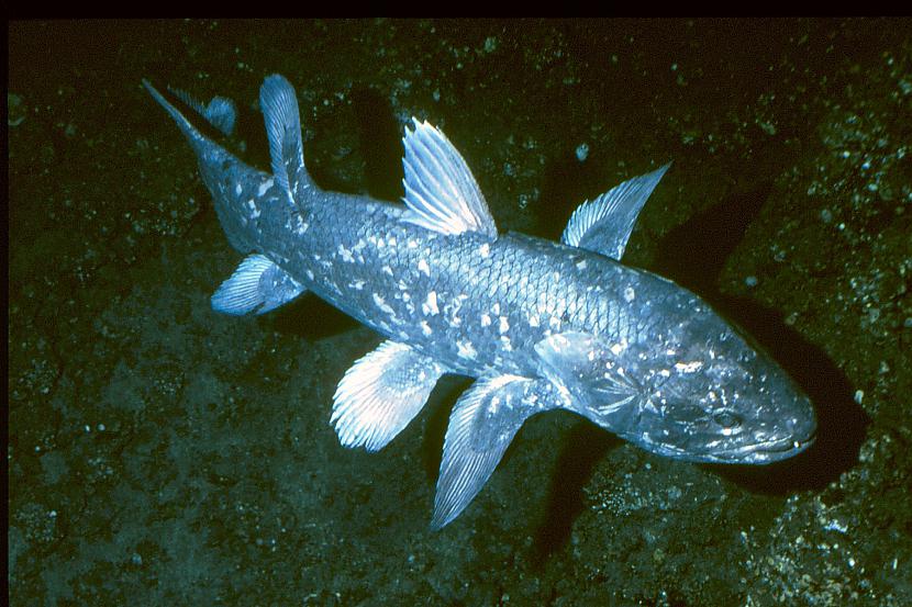 Nav gluži dziļūdens zivslīdz... Autors: Fosilija Dažas krutākās dziļūdens zivis