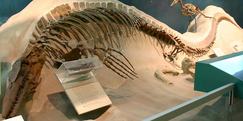 Tylosaurus Autors: Fosilija Daži krutākie reptiļi 2